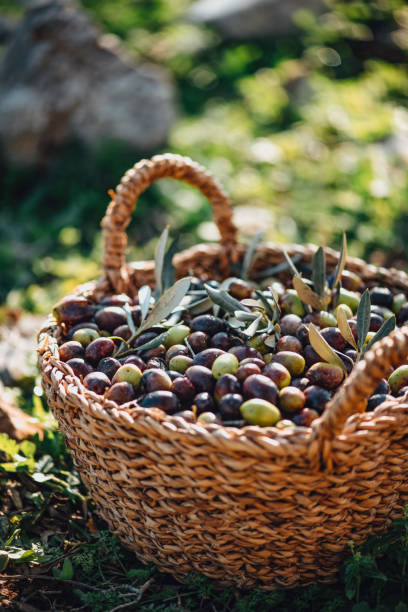 istock Olives in a Wicker Basket 1364737044