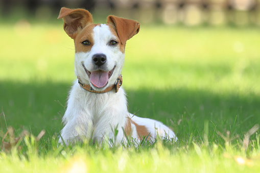 Photograph, close-up of a dog