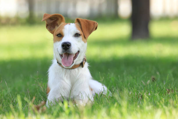 istock Photograph, close-up of a dog 1364737672