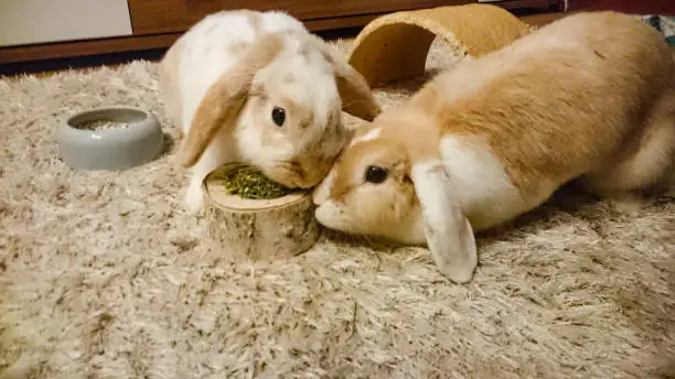 Photo of Cute rabbit, easter bunny, pygmy ram