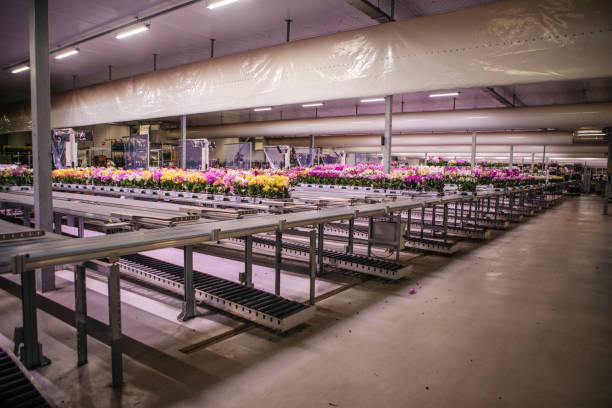istock The inside of a working orchid greenhouse 1364737812