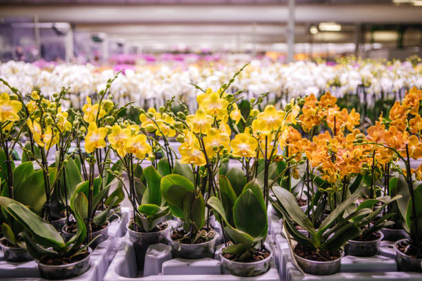 istock The inside of a working orchid greenhouse 1364737831