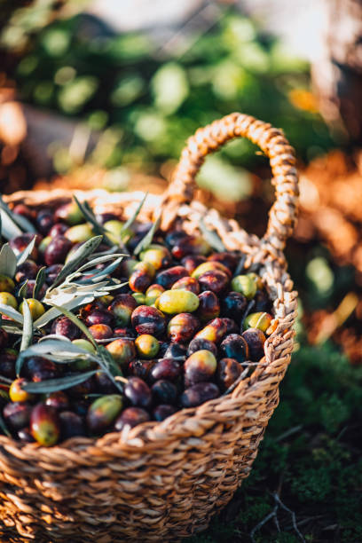 istock Olives in a Wicker Basket 1364739344