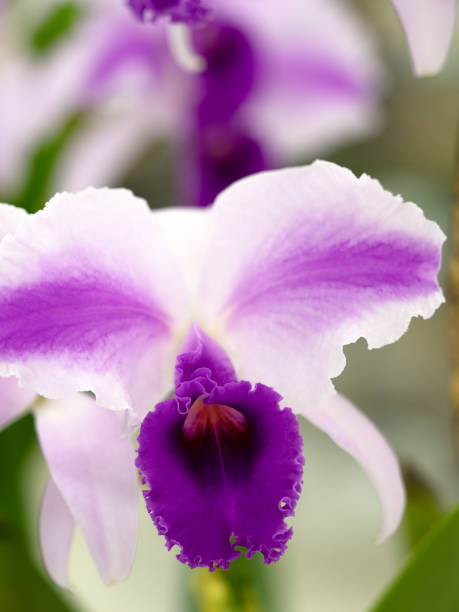 istock Western orchid flower, cattleya 1364739417