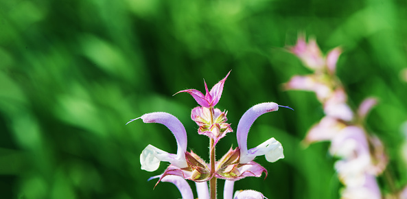 Blooming sage plant on a blurred green background. Spring season. Web banner.