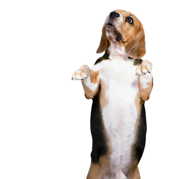 istock funny cute beagle dog looks up with surprise 1364740209
