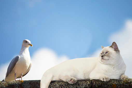 fluffy cheeky cat looks at bird sky background