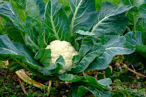 A ready to pick homegrown cauliflower in a vegetable patch