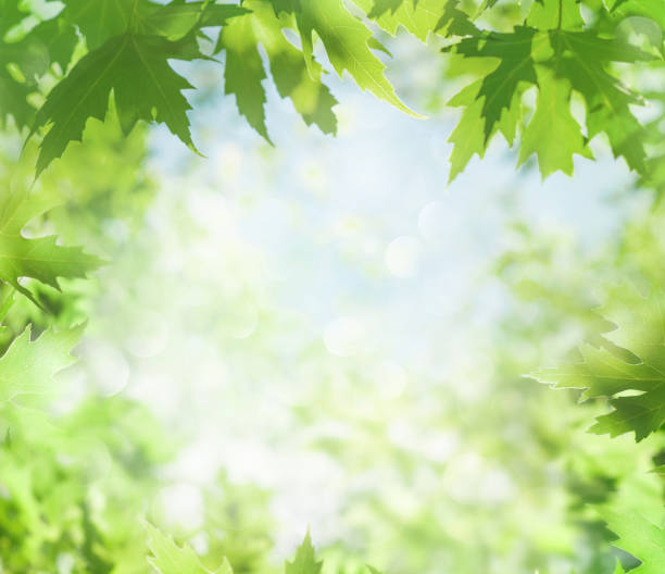 istock Fresh bright leaves of maple tree in the sunlight. 1364741258