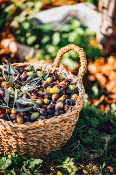istock Olives in a Wicker Basket 1364741468