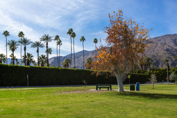 istock Picnic table in Palm Springs park 1364743390
