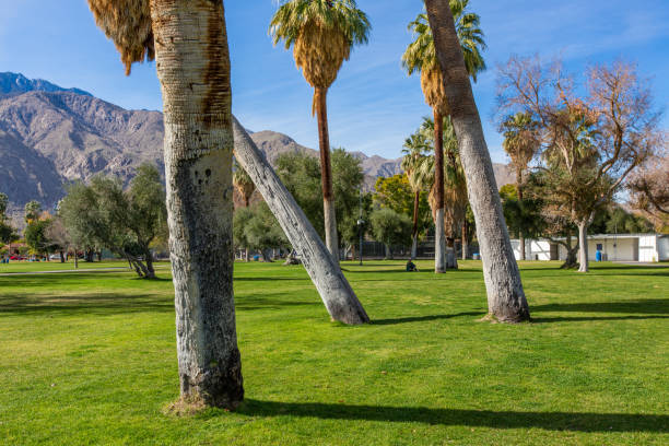 istock One woman relaxing in Palm Springs park 1364743462