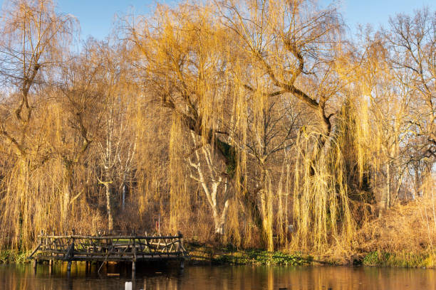 Water canals in a park during autumn with bridge and colorful trees