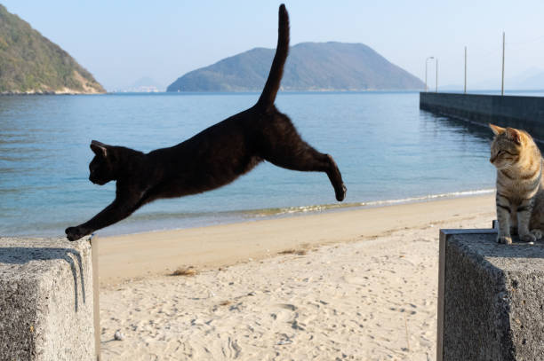 2,100+ Black Cat Jump Stock Photos, Pictures & Royalty-Free Images