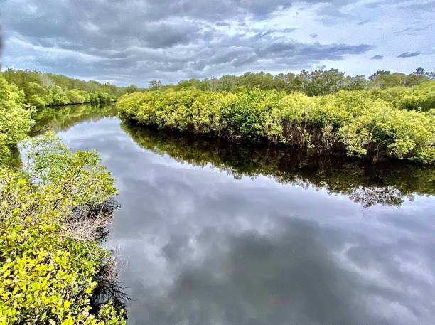 lake view with overcast sky reflection - swamp moody sky marsh standing water imagens e fotografias de stock