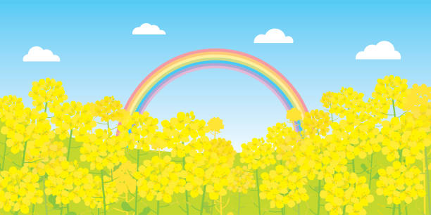 illustrazioni stock, clip art, cartoni animati e icone di tendenza di scenario di sfondo del fiore di canola e del cielo. - rainbow flower meadow nature