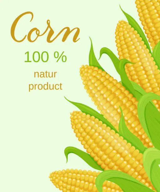 Vector illustration of Advertising banner with ripe golden corn. 100% natur product. Vector