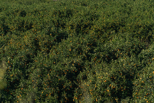 Orange trees in an orchard aerial wiev.