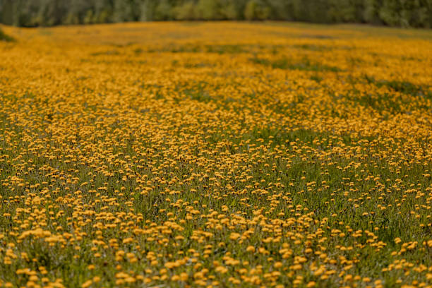 A large field of yellow dandelions. Set focus in the middle