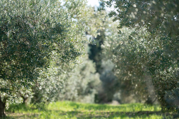 primo piano di un ramo d'ulivo con oliva verde - oliveto foto e immagini stock