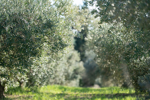 Close-up of an olive branch with green olive