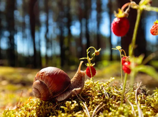 Photo of Big snail in the sink crawling to strawberries, summer day in the woods.