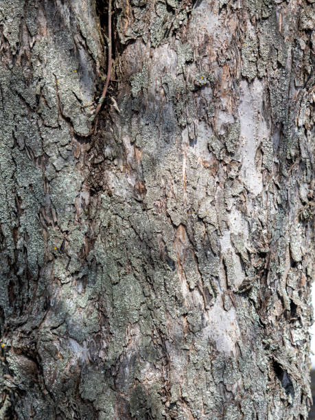 istock Close-up of tree bark. Vertical photo, wood texture 1364747665