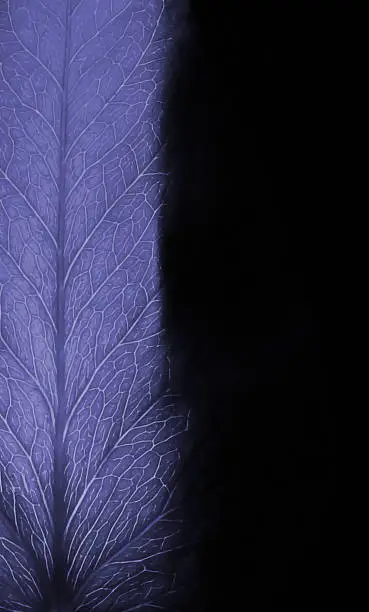 Photo of The illuminated leaf of the plant, in lilac color. X-ray negative photo effect. Very peri.