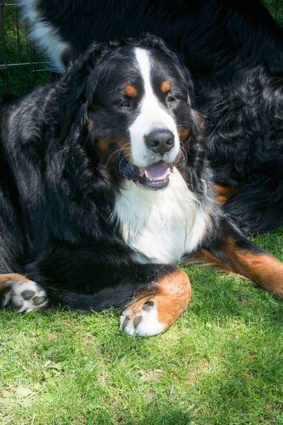 istock Bernese Mountain Dog sitting at the park 1364750260