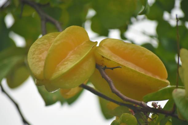 istock Carambola Strarfruite Sternfrucht 1364750535