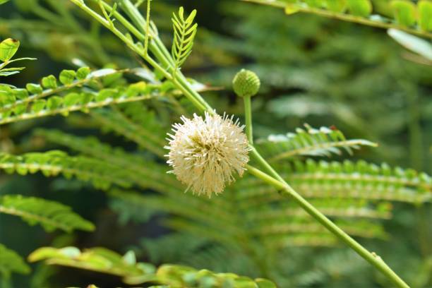 istock Round blossom af a grass flower 1364750548