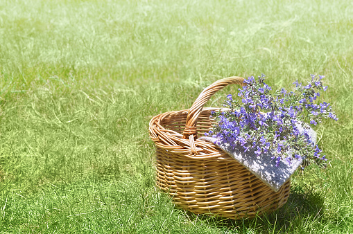 herb flowers in the basket