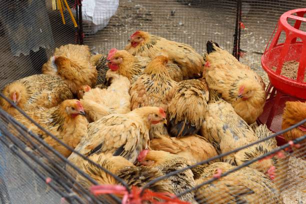 lively farmers' market in township Pingle County,Zhangjiazhen town,Guilin,China.
This is the town's farmers' market, held every three days.
Here is mainly for the sale of agricultural and sideline products and daily necessities,It was a very lively scene.
These are real scenes. winter chicken coop stock pictures, royalty-free photos & images