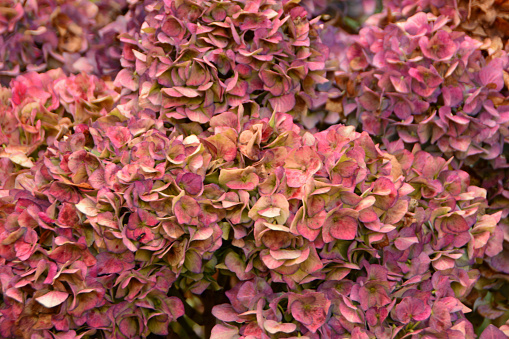 Change of color  by the  Hydrangea  macrophylla petals to pink, in autumn. Close-up and full frame composition