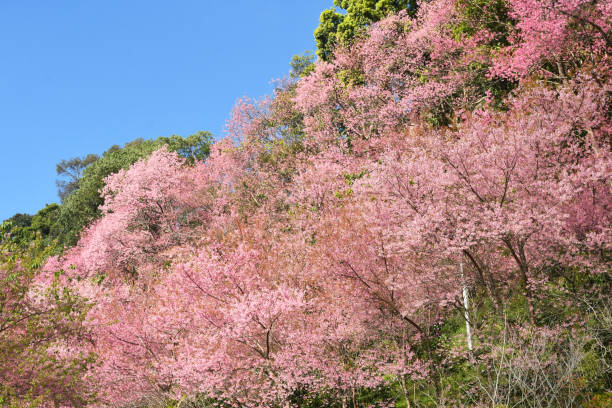 istock Pink Sakura flowers in nature background. 1364754821