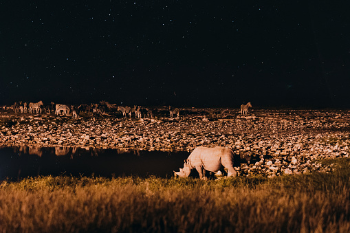 Rhino walking to the waterhole in the night at Etosha National park, Namibia