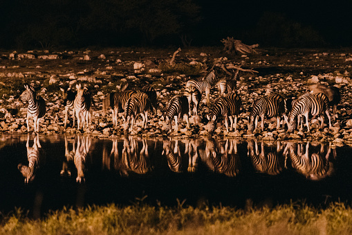 Zebras drinking water from the waterhole during the night in the wild savannah, Southern Africa