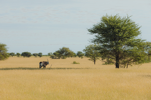 Panoramic view of Oryx bear the treat the endless steppe during sunny day in Namibia