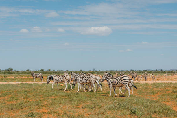Standing in a row, a line of Burchell's or southern plains zebras wander from the dry plains to the main herd and drink thirstily from a watering hole during a hot afternoon in Etosha National Park, Namibia, Africa.