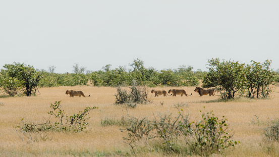 Panoramic view of group of lions on the morning walk at the steppe in Namibia