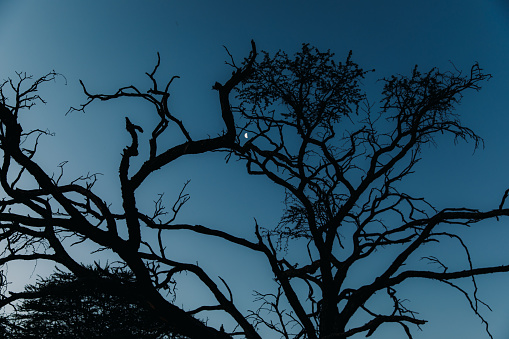 View of the Moon at the night sky behind the acacia tree in Namibia