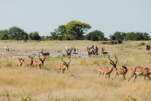 Group of Zebra and Back-Faced Impala refreshing after swimming in the waterhole at the wild savannah in Southern Africa