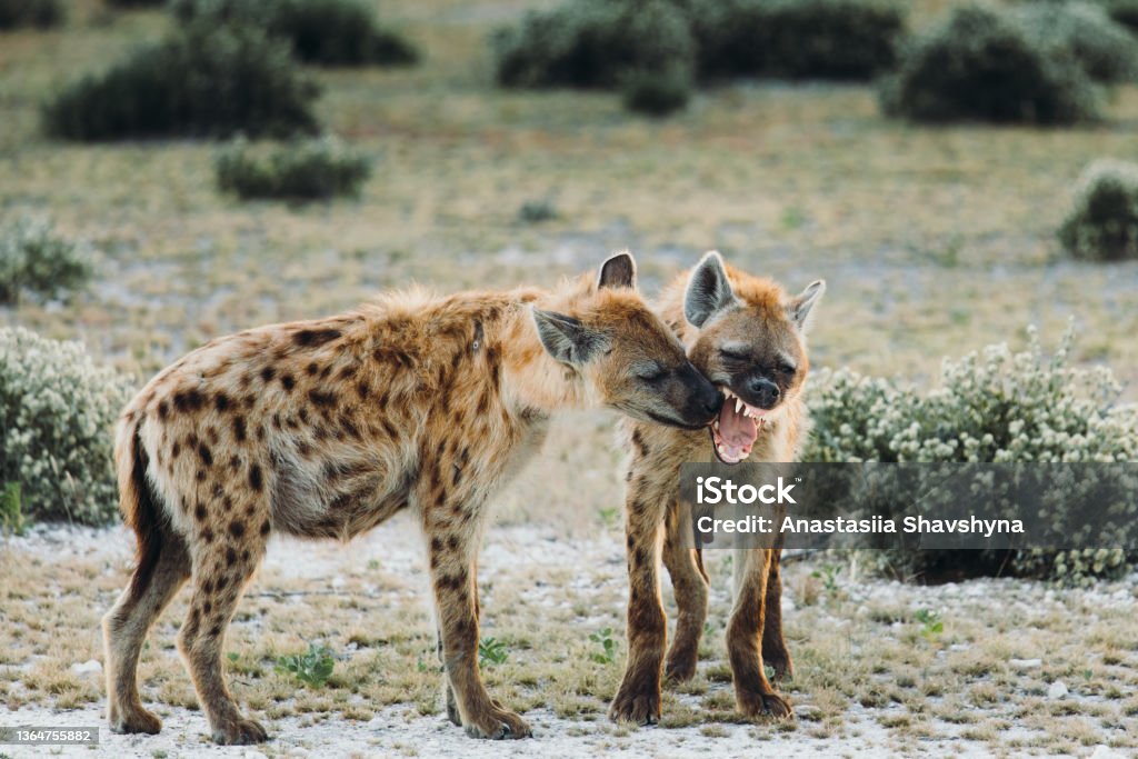 Two Hyena walking at the savannah during sunrise in Etosha National park Scenic view of Hyena wild animals behind the bushes in the endless steppe in Namibia Hyena Stock Photo