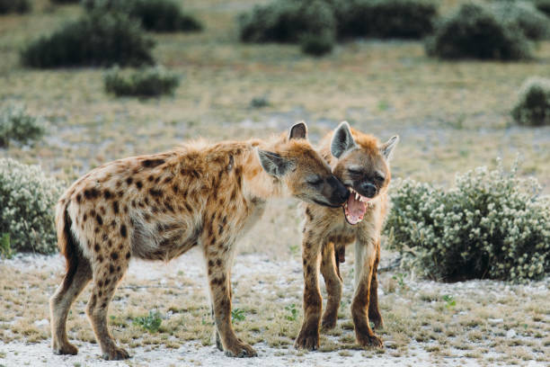 duas hienas caminhando na savana durante o nascer do sol no parque nacional etosha - hiena - fotografias e filmes do acervo