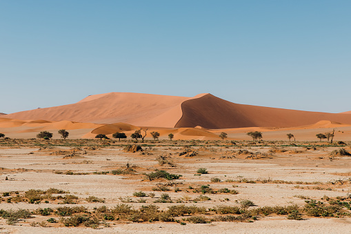 Scenic view of the trees surrounded by the big dune and the sands of Namib desert