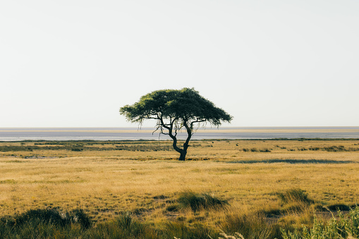 One acacia tree at the endless steppe illuminated by the majestic sunset in Namibia