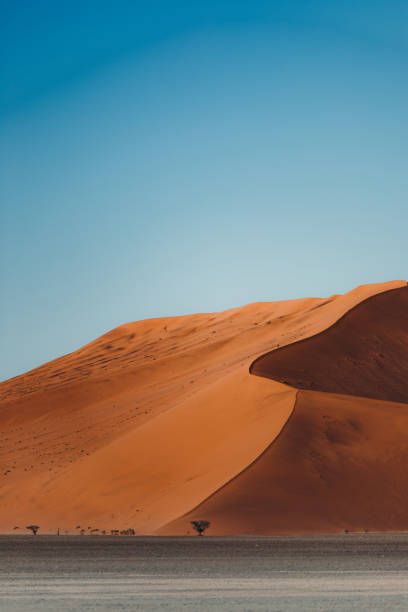 Dead tree surrounded by the endless sands and dunes of Namib desert, Southern Africa