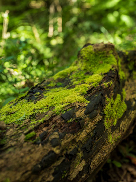 istock Bright moss growing on a dead tree trunk in Knysna forest South Africa 1364756062