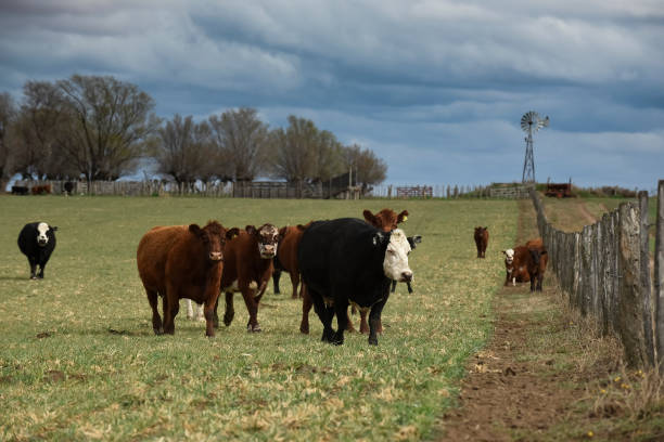 istock Cattle raising in pampas countryside, 1364756960