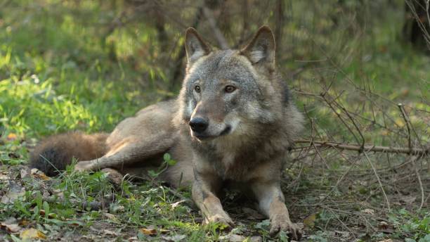 istock Wolf, Canis Lupus, Gray Wolf, Grey Wolf Sitting Outdoors In Autumn Day 1364758903